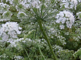 Ammi majus